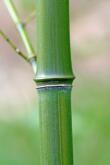 Bamboo - grüner Bambus