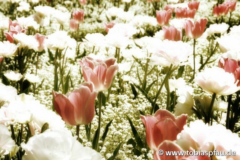 tulips - 