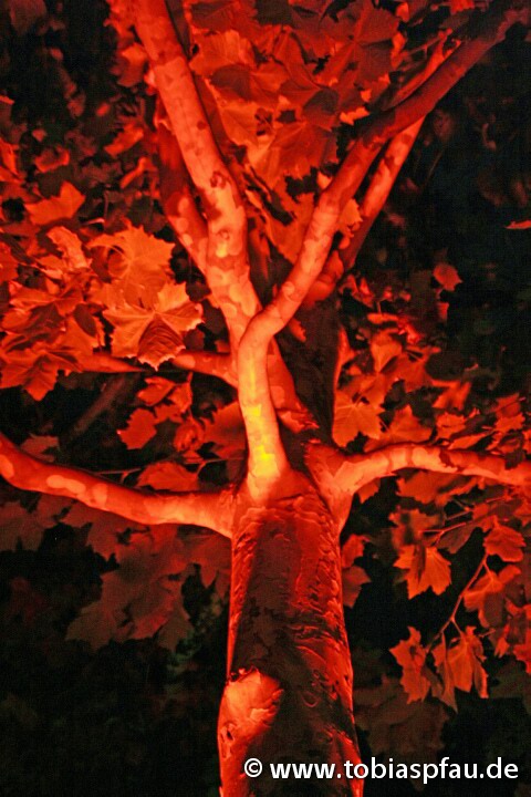 red tree - 