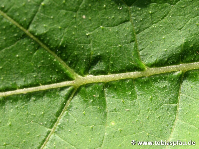 Blattadern - Blätter Adern Blattläuse