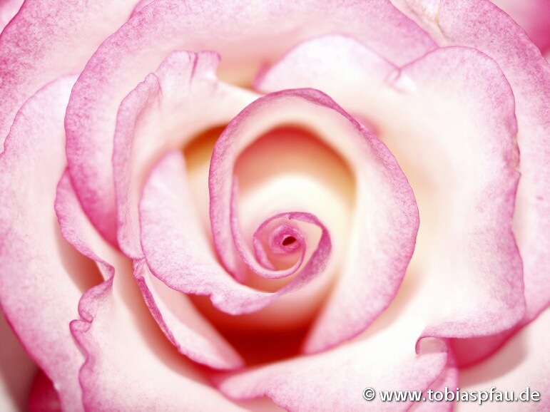 Rose - 