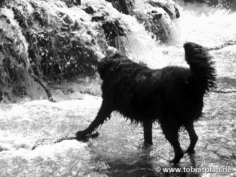 Stöckchen - Hund am Wasserfall Naß Stock 