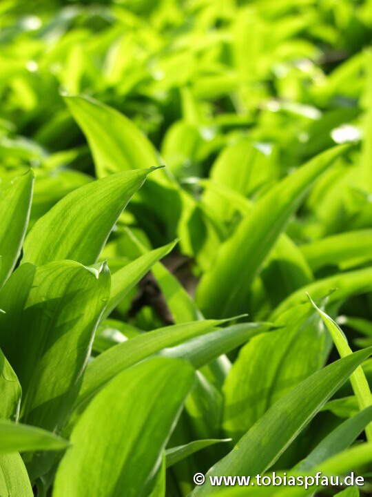 Bärlauch (Allium Ursinum) - Bährlauch Bärlauch Allium Ursinum im Wald Tal Schlucht