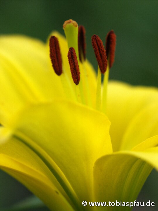 Lilie II - Pflanze Blüte Stempel Biene Foto Pfau gelb lilie