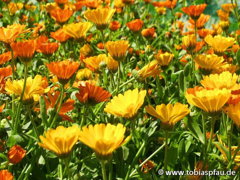 Blumenwiese - Blumen wiese Pflanzen Klee Garten Fotos