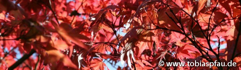 Roter Blätterwald - 