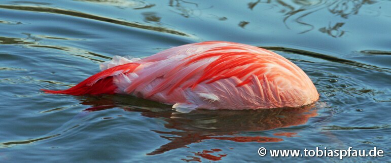Flamingo - Kopf unter Wasser - 