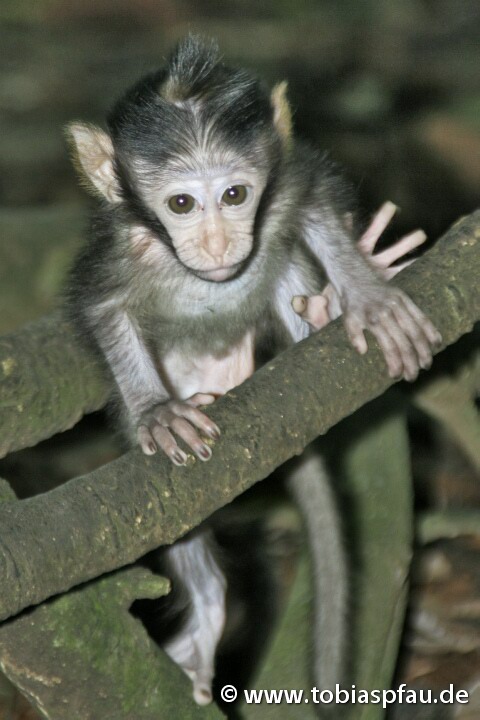 Affenbaby / monkey baby - 