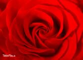 Meine Liebe - Eine Rose zum Valentinstag