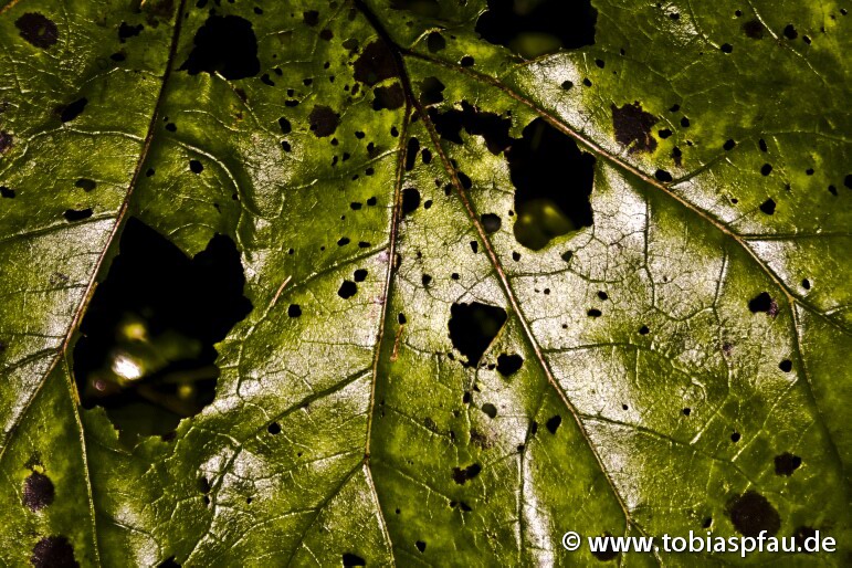 withered leaves - with hole´s - 