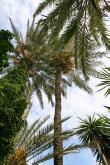 Palmen in Bali - Insel