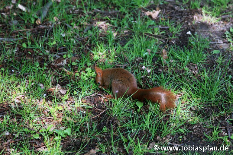 Eichhörnchen sucht nach Nüsse / Squirrel looking for nutts - 