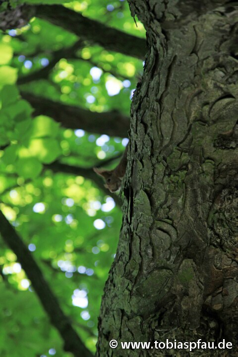 Eichhörnchen auf dem Baum / c - 