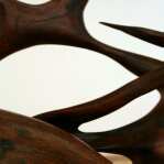 contrasts: contorted wood 