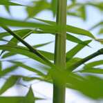 elements of nature: Bamboo - grüner Bambus 