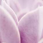 elements of nature: bland rose 