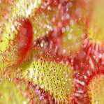 elements of nature: flytrap 