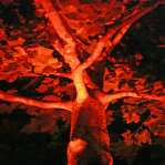 illumination photos: red tree 