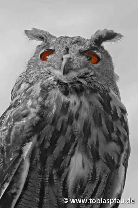 The Owl - 
