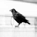 black and white: The Crow III 