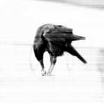 black and white: The Crow I 