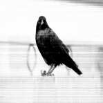 black and white: The Crow II 