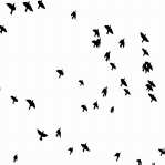 Vektor Illustrations: birds in the sky 