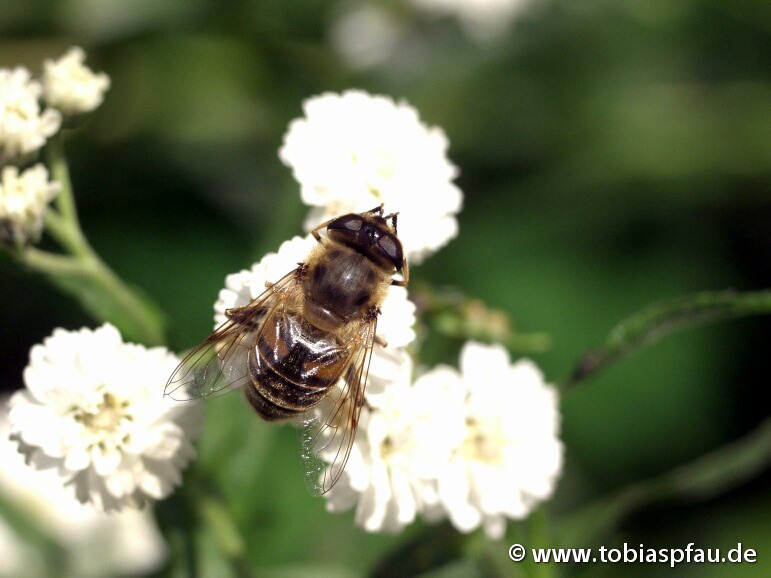 Biene - auf Blüte
