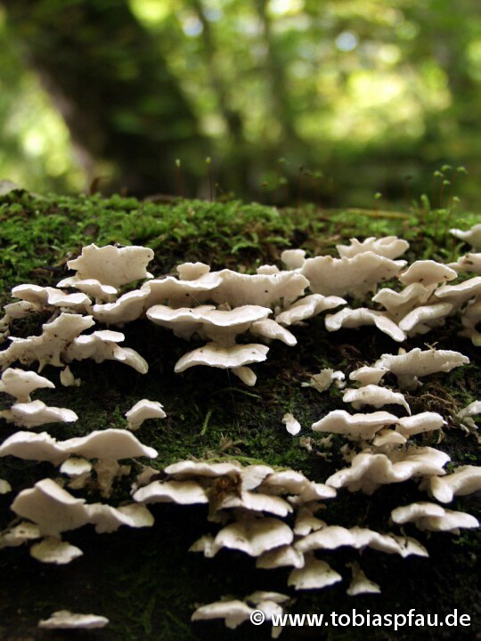 Pilz ansammlung - Pilze am Baumstamm