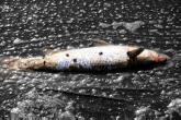 toter Fisch - Folgen der Globalisierung - Umweltverschmutzung
