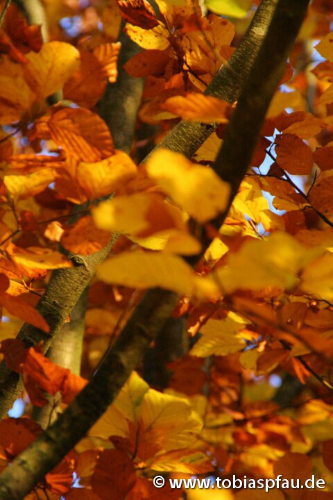 Herbst Laub - 