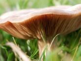 Pilz - in noch Natürlicher Umgebung