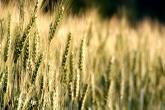 Rohstoff - Weizen und Gerste / natural resource