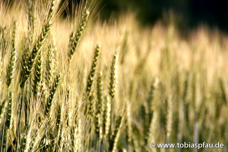 Rohstoff - Weizen und Gerste / natural resource - 