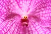Orchid (bot.)