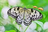 Butterfly (zool.)