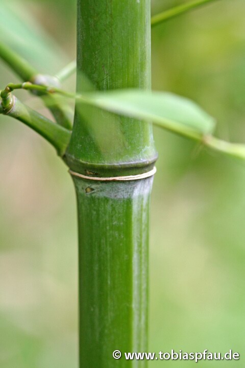 Bambus Stange im Tropischen Garten - 