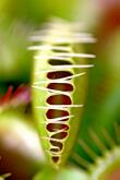 Venusfliegenfalle - Dionaea muscipula / flytrap