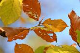 Herbstlaub - bunte Farben Makroaufnahme