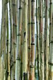 Bambus / Bamboo