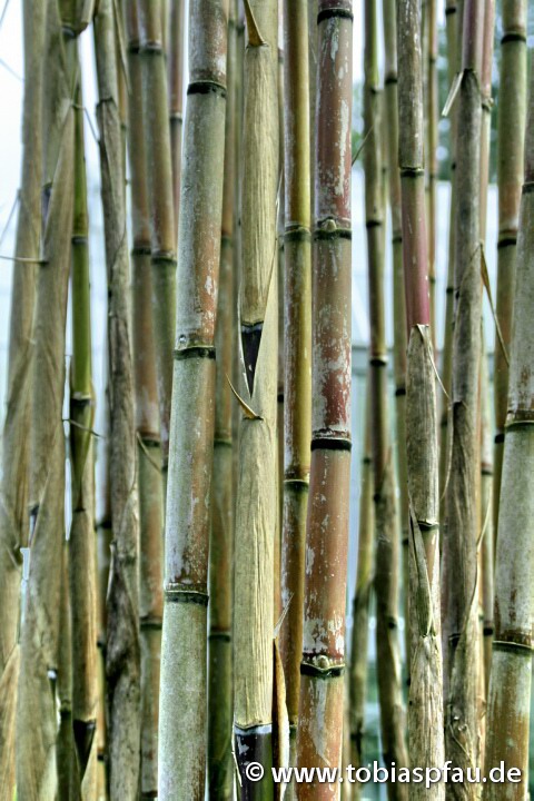 Bambus / Bamboo - 