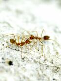 Ameisen / Ant