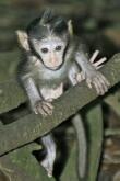 Affenbaby / monkey baby