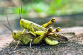 Locusts - Heuschrecken