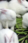 Kaninchen zum Essen (Esshasen)