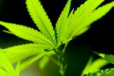 Hanf Blätter / Cannabis Plant