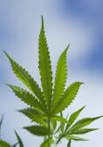 Hanf-Blatt - Cannabis, nachwachsende Rohstoff!