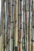 alte Bambusrohre / Stange