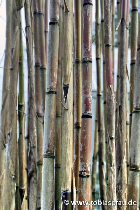 alte Bambusrohre / Stange - 