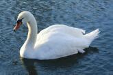 Der weise Schwan/ White Swan